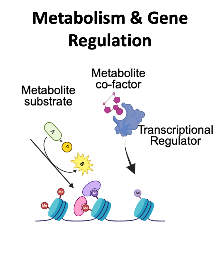 Metabolic regulation of gene expression