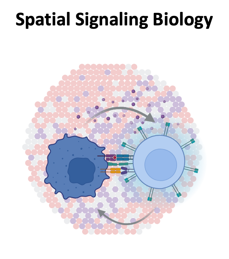 Spatial regulation of cellular signaling responses